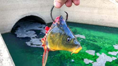 This CRYSTAL Clear Spillway was Hiding A MASSIVE Fish!!! (BIGGEST Fish of the YEAR!!)