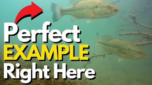 A COMMON Misconception in Bass Fishing | What Bass Do Most of the Time