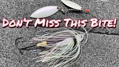 CATCH a LIMIT in 1 HOUR During the SHAD SPAWN