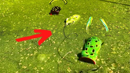 3 FROGS One Cast... (The Frog Train)