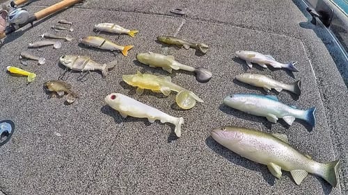 Swimbait Fishing | Everything You Need This Fall And Winter
