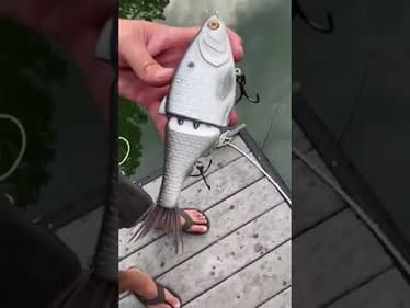 Swimbait Review: Golden Belt Customs Combine