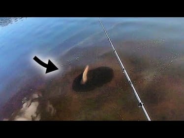 CRAZY FISH in URBAN POND!! (we can SEE THEM!!)