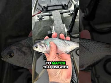 If You Have Gizzard Shad In Your Lake… Throw This March Lure 🔥