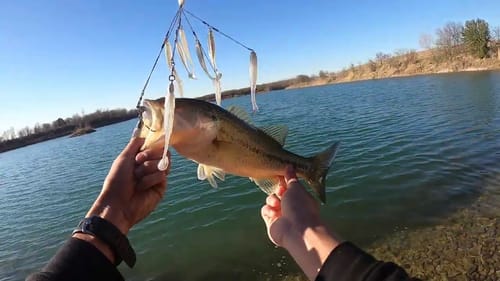 This RIG catches so many schooling fish!!
