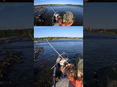 This Spot was holding Big SmallMouth #smallmouthbass #riverfishing