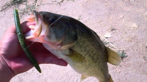 bass fishing woodward park