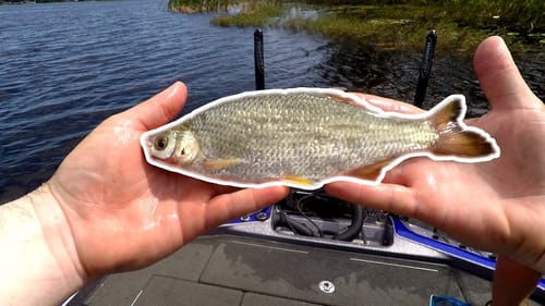 Fishing with GIANT Shiners for BIG FLORIDA BASS! - Shiner Fishing for Bass