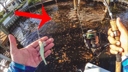 Chasing One of the Best Camouflaged Fish in the World
