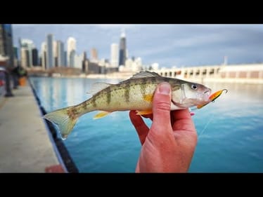 Urban Fishing Frenzy in Downtown Chicago
