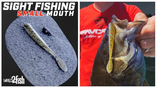 How to Sight Fish Smallmouth Bass on the Great Lakes