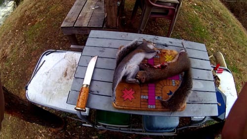 Squirrel hunting with .22 lr and skinning