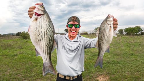 White Bass Spawn Fishing & SURPRISE Hybrid! (Catch & Cook)