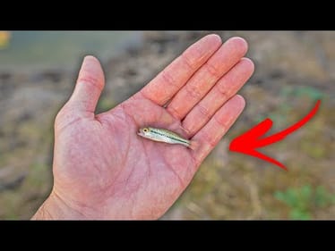 Rescuing Baby Bass From My Dying Backyard Pond!!  (Fish Tank Rescue)