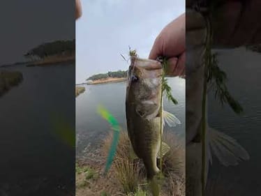Would you use this worm?