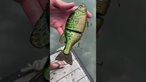 Swimbait Review: Rafa Crappie