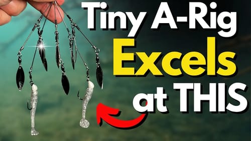 What a Baby Umbrella Rig Does SO WELL