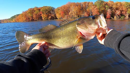 Fishing New Lake Pays Off With BIG FISH! Fights Like a PSYCHOPATH!!