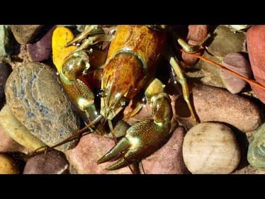 Why Matching The Hatch Is A Myth In Bass Fishing