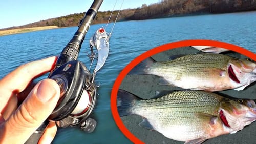 Fishing for GIANT White Bass!!! -CATCH CLEAN & COOK (Delicious!)