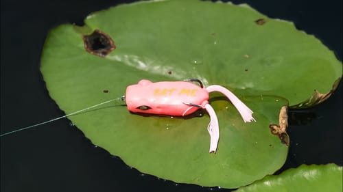Fishing a Bubble Gum Frog in Bass Infested Waters!