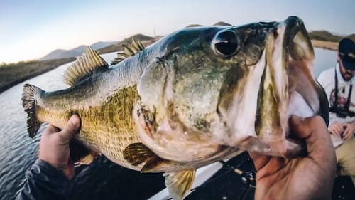 Giant Bass With No Graphs - Bass Fishing In A New Country!
