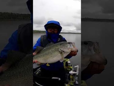 Winter topwater bite on the OG 8” Lunker Punker