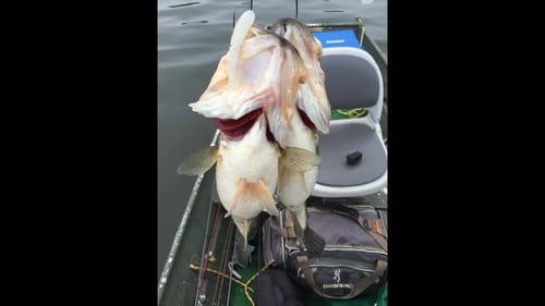 Alabama Rig Double Up - Butterball Bass Fishing