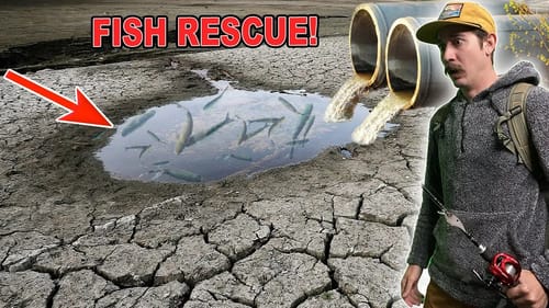 SAVING FISH TRAPPED IN A DRAINAGE DITCH!