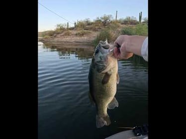 Perfect Cast = Explosive Frog Strike!