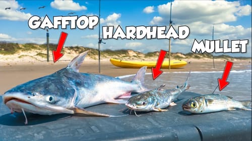Catching the Nastiest Surf Fish… and eating them! I was shocked...