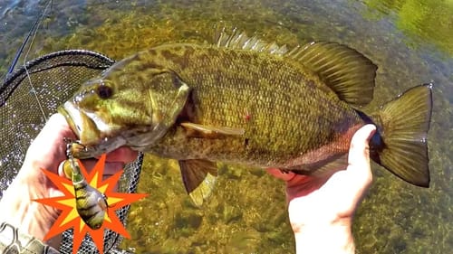 Whopper Plopper First Cast Smash!