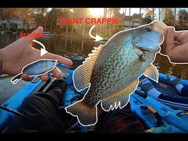 SAVING BIG Crappie from CHOKING on Alive BLUEGILL! + BIG schooling Bass!