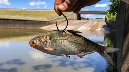 Unexpected SPILLWAY GIANT Inhales MASSIVE LIVE Bait!!! (Surprising Catch!)