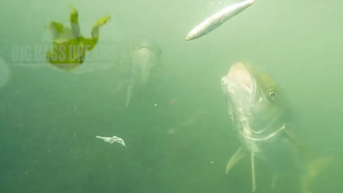 California Yellowtail Feeding Underwater NEVER BEFORE SEEN