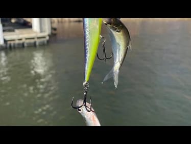The Shad Spawn...Why It’s A Waste Of Your Time To Chase It