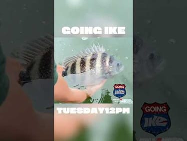 🔥PB Sheepshead Tomorrow At NOON🐑