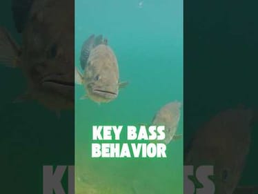 Most IMPORTANT Bass Behavior to Understand