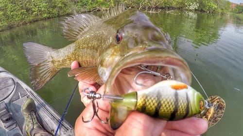 Whopper Ploppin' Big Spring Smallies