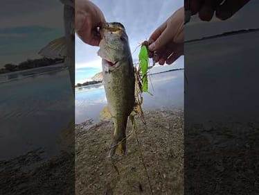 SwimFrat catches in giant grass mat