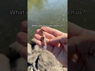 What will this unique spinner bait catch me at the spillway? #fishing