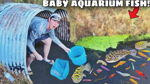 Netting Baby Aquarium Fish For My NEW TANK!