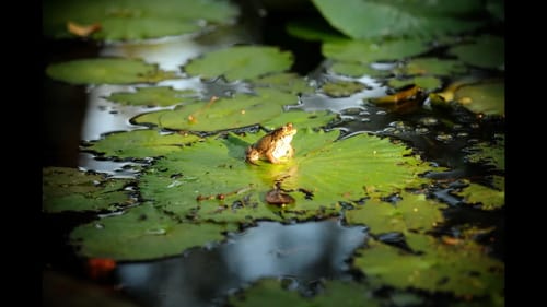Frog Fishing - Tips to Help You Catch More Bass on Frogs