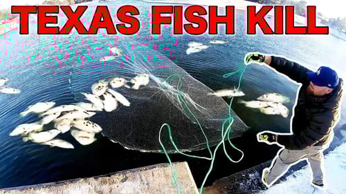 TEXAS FISH KILL from RECORD FREEZING TEMPS!