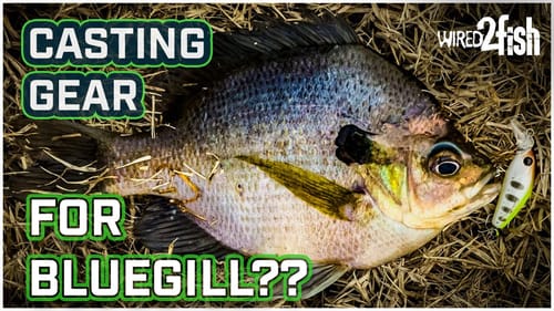 Bank Fishing Micro Cranks with BFS for BIG Bluegills