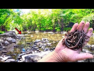 How To Catch TONS Of Fish In Your Local Creek With Worms From Your Backyard!