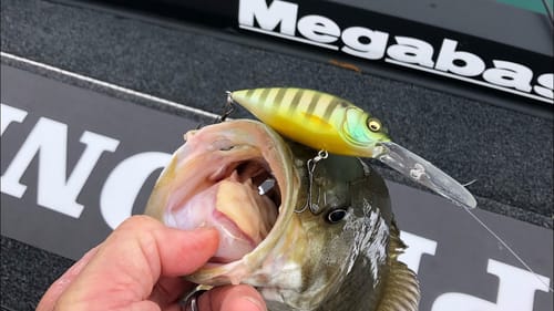 It’s A MYTH That Bass Always Face Into Current And Wind