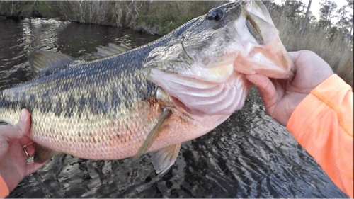 Best Lure to Catch Trophy Bass