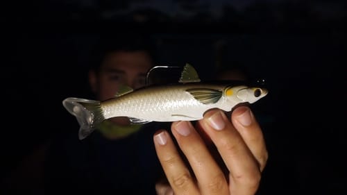 New Live Target Mullet Swimbait