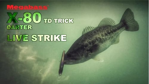 Bass LIVE STRIKE on the Megabass X-80 Trick Darter Jerkbait